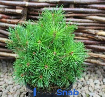 Сосна горная Гном (Pinus mugo Gnom) (бонсай 100-125см, саженец конт. 80)