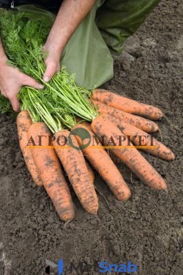 Морковь базель F1 1,8-2,0 (1 000 000 семян) Bejo