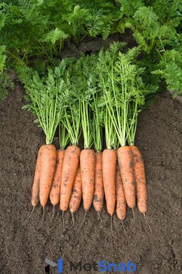 Морковь белградо F1 2,0-2,2 (1 000 000 семян) Bejo