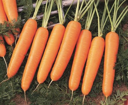 Морковь найроби F1 2,0-2,2 (1 000 000 семян) Bejo